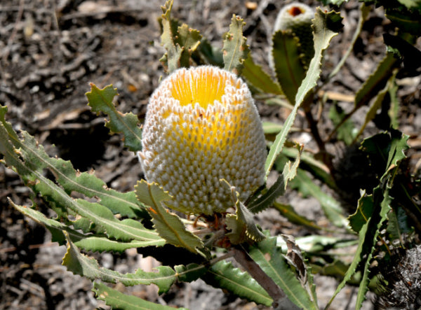 Banksia burdettii