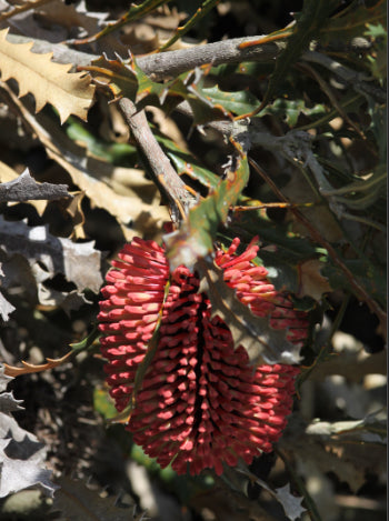 Banksia caleyi Red Lantern