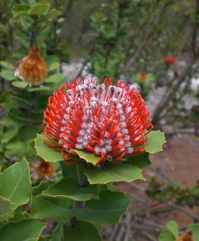 Banksia coccinea