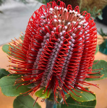 Load image into Gallery viewer, Banksia coccinea
