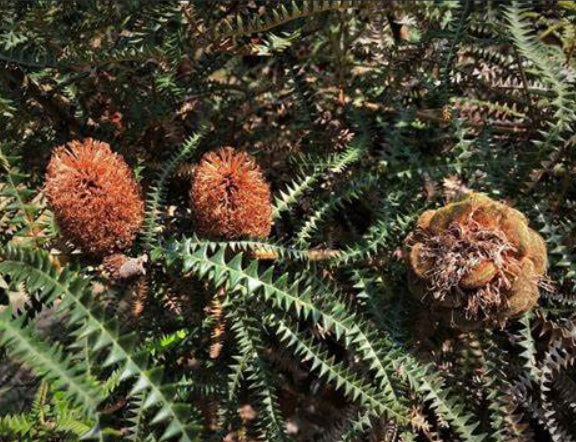 Banksia dryandroides