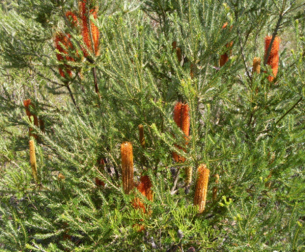 Banksia ericifolia