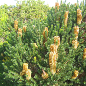 Banksia ericifolia Dwarf