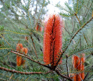 Banksia ericifolia Orange Glow