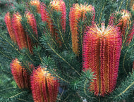 Banksia ericifolia Red Rover