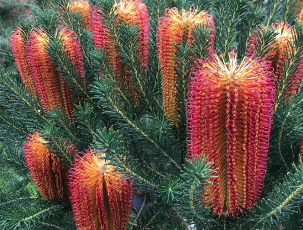 Banksia ericifolia Red Rover