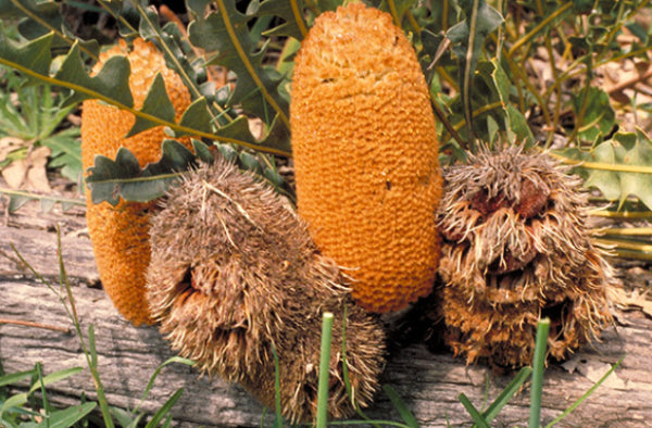 Banksia gardneri