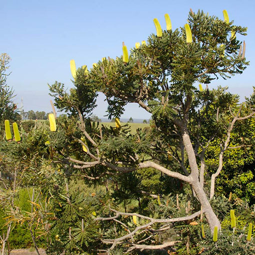 Banksia grandis