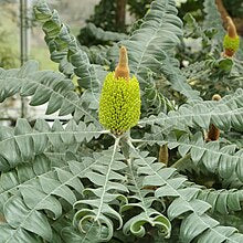 Load image into Gallery viewer, Banksia grandis
