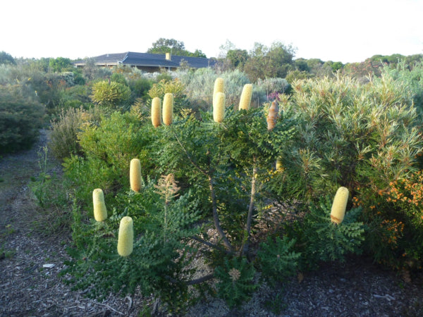 Banksia grandis Bull Banksia
