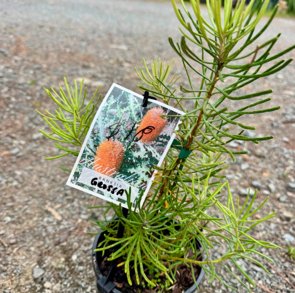 Banksia grossa