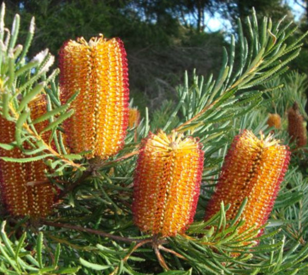 Banksia Honey Cones