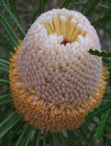 Banksia hookeriana Hooker's Banksia