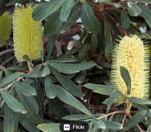 Load image into Gallery viewer, Banksia integrifolia Coast Banksia
