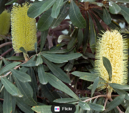 Banksia integrifolia Coast Banksia