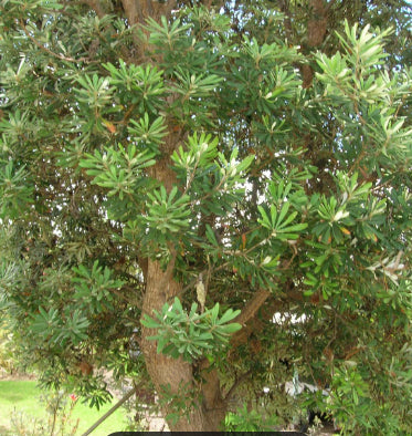Banksia integrifolia Coast Banksia
