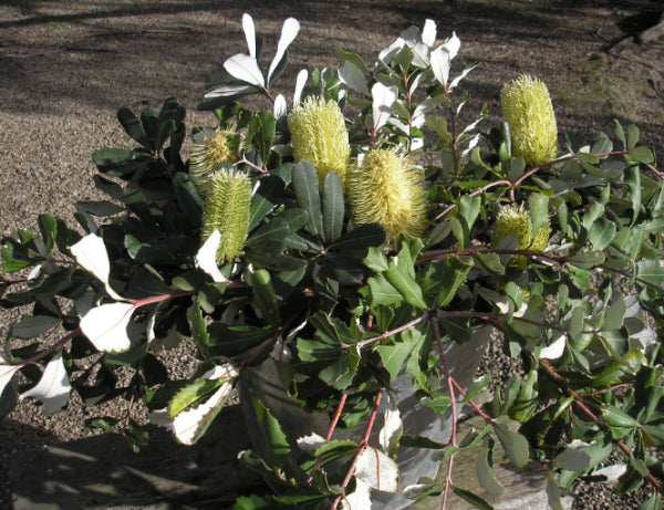 Banksia integrifolia Roller Coaster
