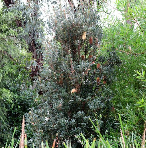 Banksia integrifolia Sentinel tm PBR