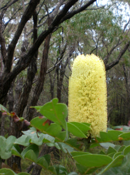 Banksia integrifolia Mellow Yellow