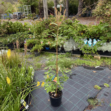 Load image into Gallery viewer, Banksia integrifolia Mellow Yellow
