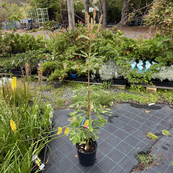 Banksia integrifolia Mellow Yellow