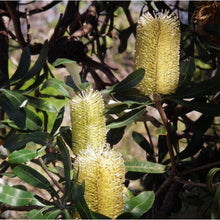 Load image into Gallery viewer, Banksia integrifolia Mellow Yellow
