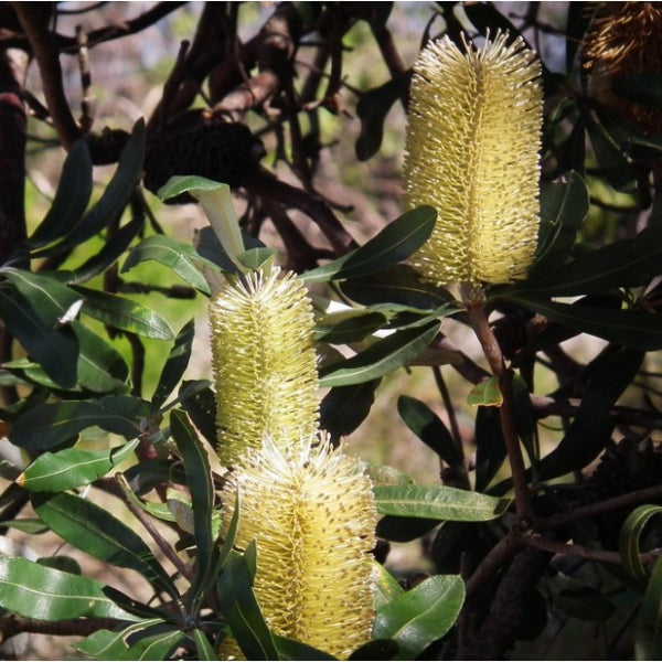 Banksia integrifolia Mellow Yellow