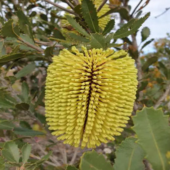 Banksia lehmanniana