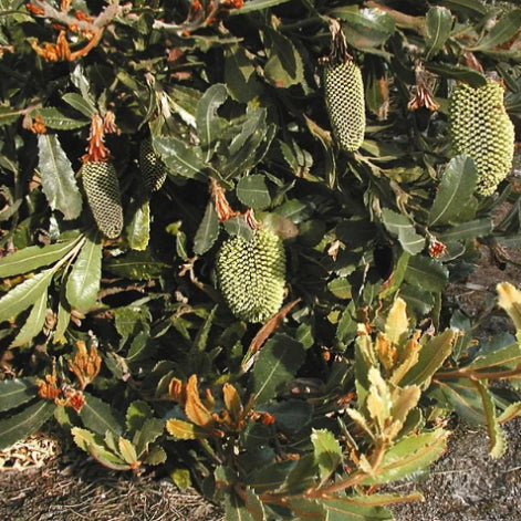 Banksia lehmanniana