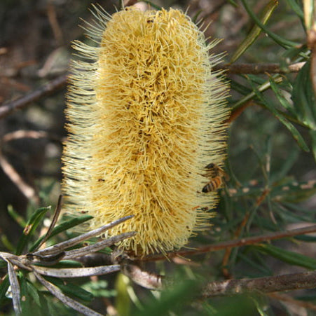 Banksia marginata Silver Banksia