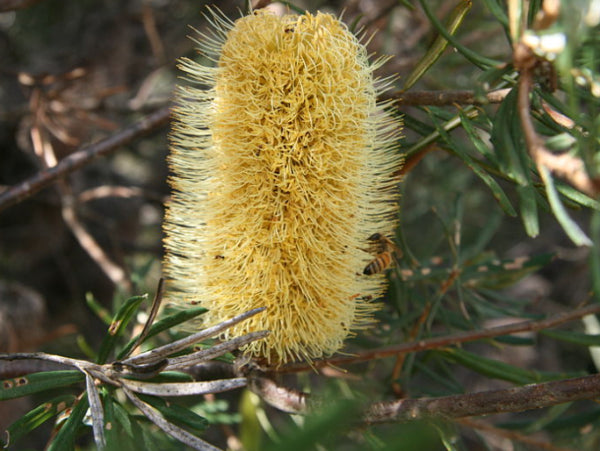 Banksia marginata Silver Banksia