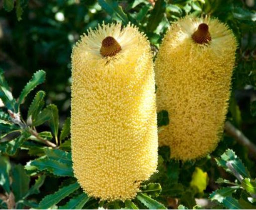 Banksia media