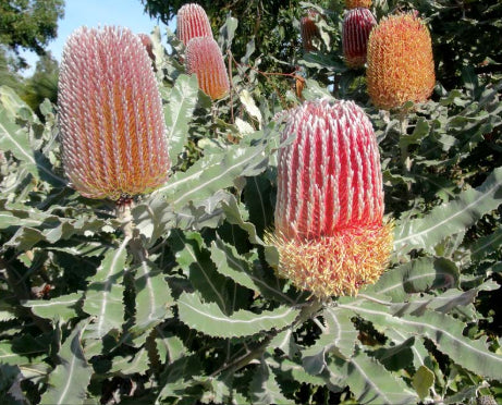 Banksia menziesii