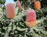 Banksia menziesii