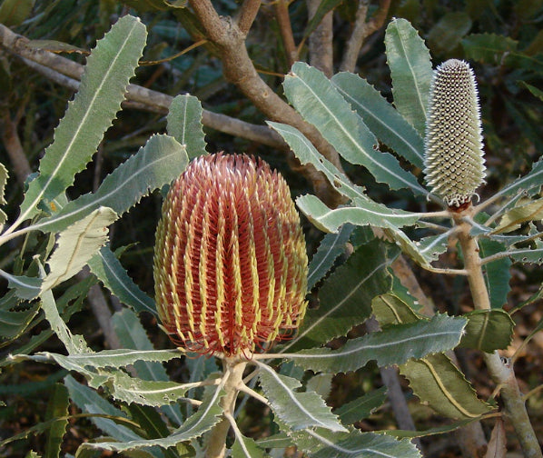 Banksia menziesii Dwarf