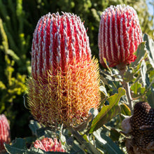 Load image into Gallery viewer, Banksia menziesii Dwarf
