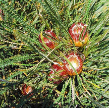 Load image into Gallery viewer, Banksia nivea
