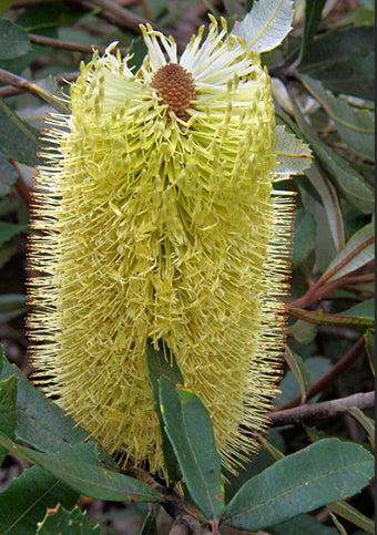 Banksia oblongifolia