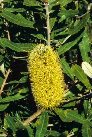 Banksia oblongifolia Byron Gem