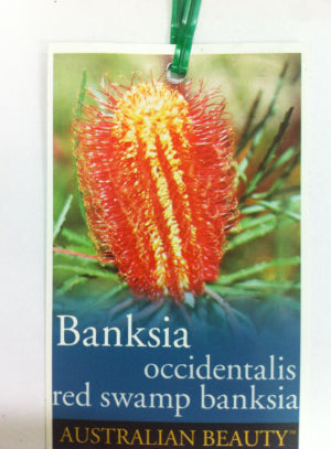 Banksia occidentalis Red Swamp Banksia