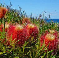 Banksia occidentalis Red Swamp Banksia