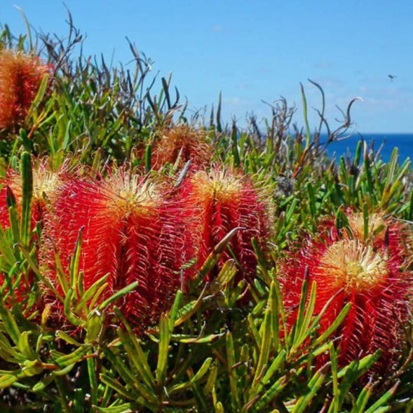 Banksia occidentalis Red Swamp
