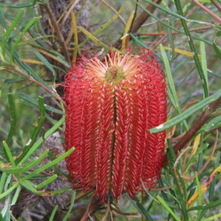 Banksia occidentalis Red Beacon