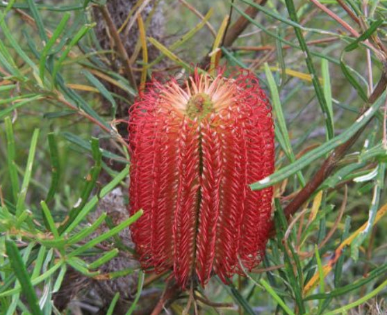 Banksia occidentalis Red Beacon