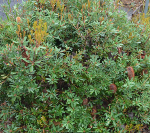 Banksia paludosa Little Pal