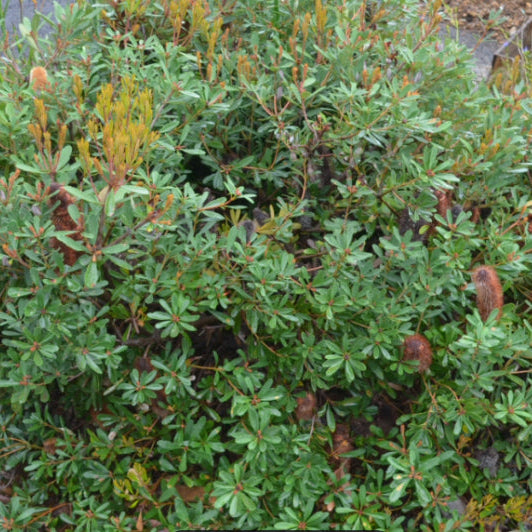 Banksia paludosa Little Pal