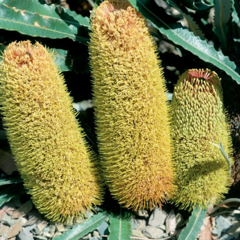 Banksia petiolaris