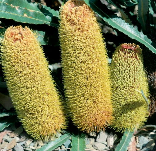 Banksia petiolaris