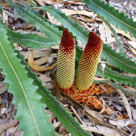 Banksia petiolaris