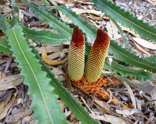 Banksia petiolaris